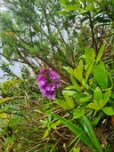 Dactylorhiza foliosa