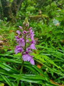 Dactylorhiza foliosa