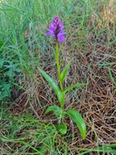 Dactylorhiza foliosa