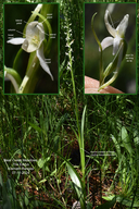 White-flowered Bog-orchid