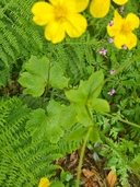 Canary Buttercup