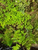 Adiantum raddianum