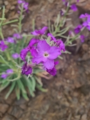 Matthiola maderensis