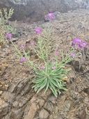 Matthiola maderensis