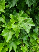 Madeira Ivy