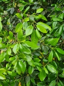 Rhamnus glandulosa