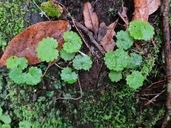 Madeira Moneywort