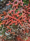 Mediterranean Clubmoss