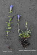Gentiana newberryi var. newberryi