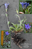 Gentiana newberryi var. newberryi