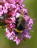 Vestal Cuckoo Bumble Bee