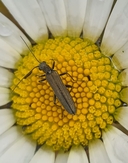Oedemera sp.