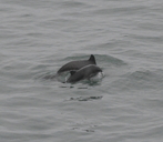 Common Porpoise