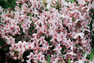 Pink Laurel