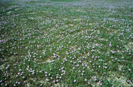 Common Storksbill