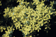 Pine Barren Goldenheather