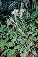 Phacelia bipinnatifida