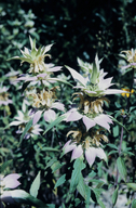 Monarda punctata