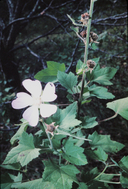 Kankakee Mallow