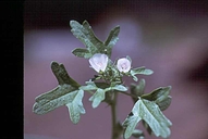 Eremalche parryi ssp. kernensis