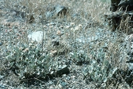 Eriogonum strictum var. greenei