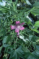 Lavatera assurgentiflora ssp. glabra