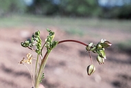 Limnanthes floccosa ssp. bellingeriana