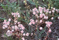 Limnanthes floccosa ssp. floccosa