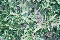 Lyonothamnus floribundus ssp. floribundus
