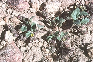 Phacelia monoensis