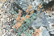Sedum laxum ssp. flavidum