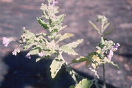 Solanum clokeyi