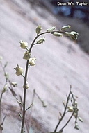 Streptanthus bernardinus