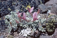 Astragalus purshii var. lectulus