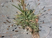 Plantago lanceolata var. lanceolata