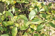 Alder-leaved Coffeeberry