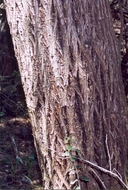 Hesperocyparis macnabiana