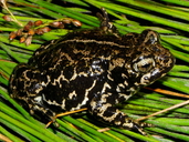 Anaxyrus exsul