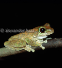 Litoria genimaculata