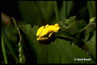 Dendropsophus microps