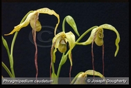 Phragmipedium caudatum