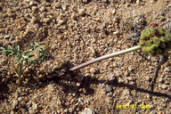 Cymopterus deserticola