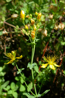 Hypericum formosum ssp. scouleri