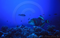Bluefin Filefish