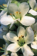 Verbascum thapsus f.candicans