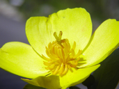 Dendromecon rigida