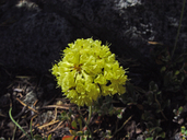 Eriogonum umbellatum var. polyanthum