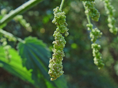 Urtica dioica ssp. holosericea