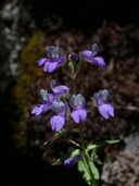 Collinsia torreyi ssp. torreyi