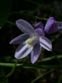 Dichelostemma capitatum ssp. pauciflorum